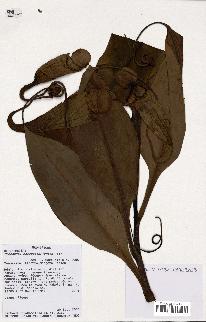 spécimen de Nepenthes madagascariensis