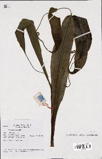 spécimen de Nepenthes madagascariensis