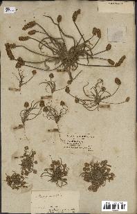 spécimen de Plantago ovata
