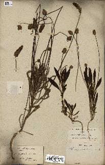 spécimen de Plantago amplexicaulis