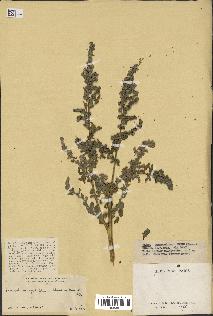 spécimen de Chenopodium opulifolium