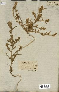 spécimen de Corispermum hyssopifolium