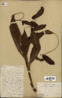 spécimen de Nepenthes madagascariensis