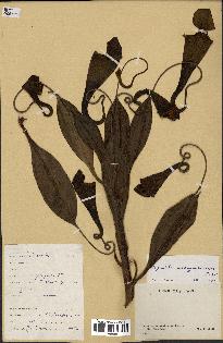 spécimen de Nepenthes madagascariensis