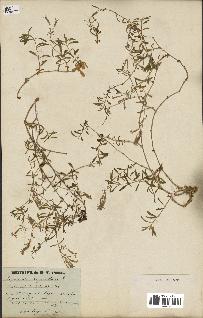 spécimen de Saponaria ocymoides