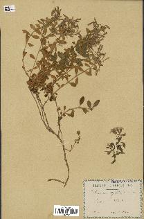 spécimen de Saponaria ocymoides