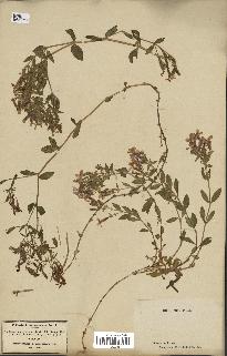 spécimen de Saponaria ocymoides