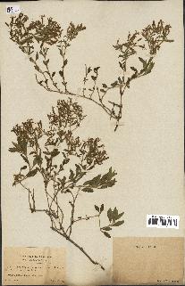 spécimen de Saponaria ocymoides