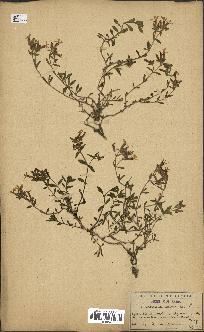 spécimen de Saponaria ocymoides
