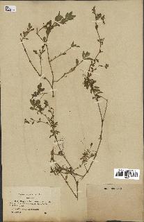 spécimen de Saponaria ocymoides