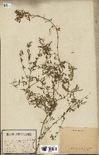 spécimen de Saponaria ocymoides