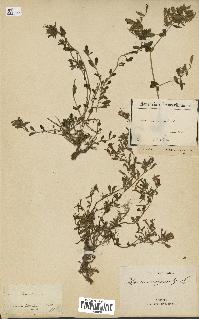 spécimen de Saponaria ocymoides