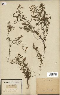 spécimen de Saponaria ocymoides