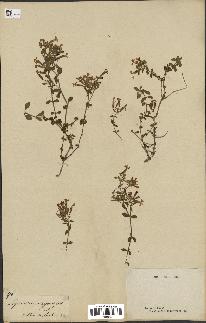 spécimen de Saponaria ocymoides