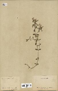 spécimen de Saponaria ocymoides