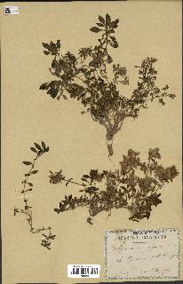 spécimen de Saponaria ocymoides