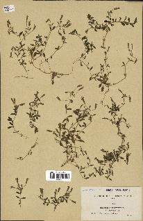 spécimen de Saponaria ocymoides