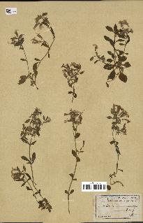 spécimen de Saponaria ocymoides