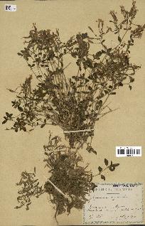spécimen de Saponaria ocymoides
