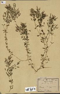 spécimen de Saponaria ocymoides