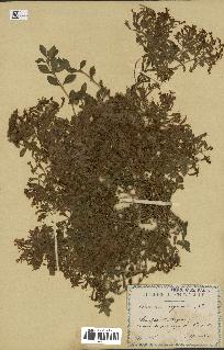 spécimen de Saponaria ocymoides