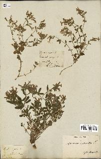 spécimen de Saponaria ocymoides