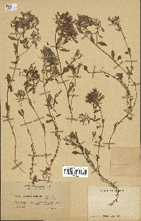 spécimen de Saponaria ocymoides