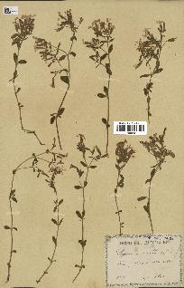 spécimen de Saponaria ocymoides