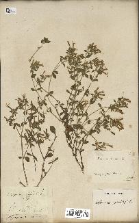 spécimen de Saponaria ocymoides
