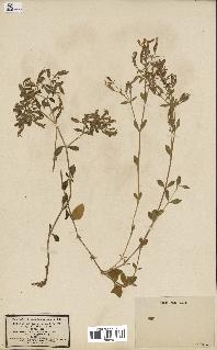 spécimen de Saponaria ocymoides
