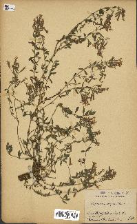spécimen de Saponaria ocymoides
