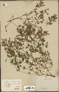 spécimen de Saponaria ocymoides