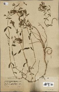 spécimen de Saponaria ocymoides