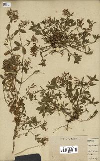 spécimen de Saponaria ocymoides