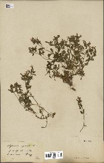 spécimen de Saponaria ocymoides