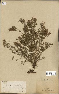 spécimen de Saponaria ocymoides