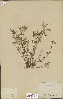 spécimen de Saponaria ocymoides