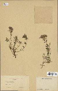 spécimen de Saponaria ocymoides