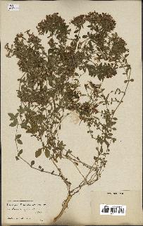 spécimen de Saponaria ocymoides