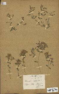 spécimen de Saponaria ocymoides