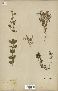 spécimen de Saponaria ocymoides