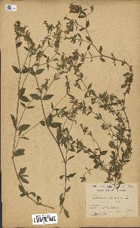 spécimen de Saponaria ocymoides
