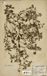 spécimen de Saponaria ocymoides