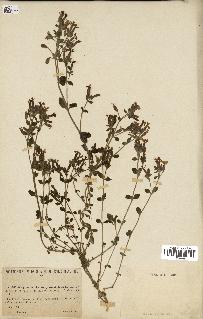 spécimen de Saponaria ocymoides