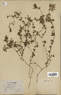 spécimen de Saponaria ocymoides