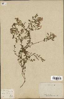 spécimen de Saponaria ocymoides
