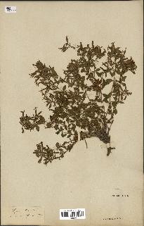 spécimen de Saponaria ocymoides