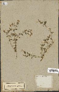spécimen de Saponaria ocymoides