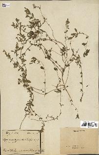 spécimen de Saponaria ocymoides