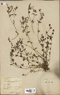 spécimen de Saponaria ocymoides
